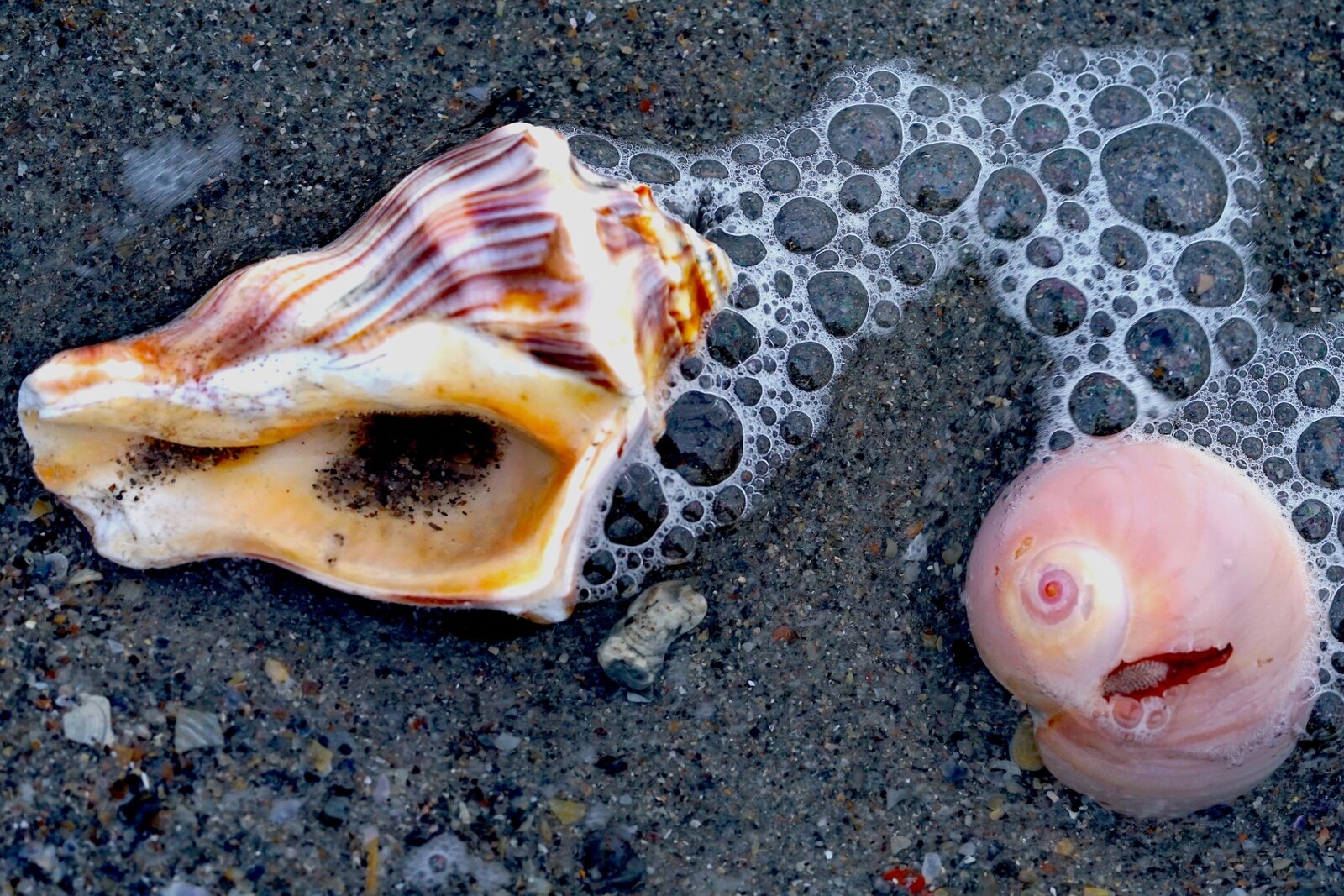 Shells in the sea foam at the surf line