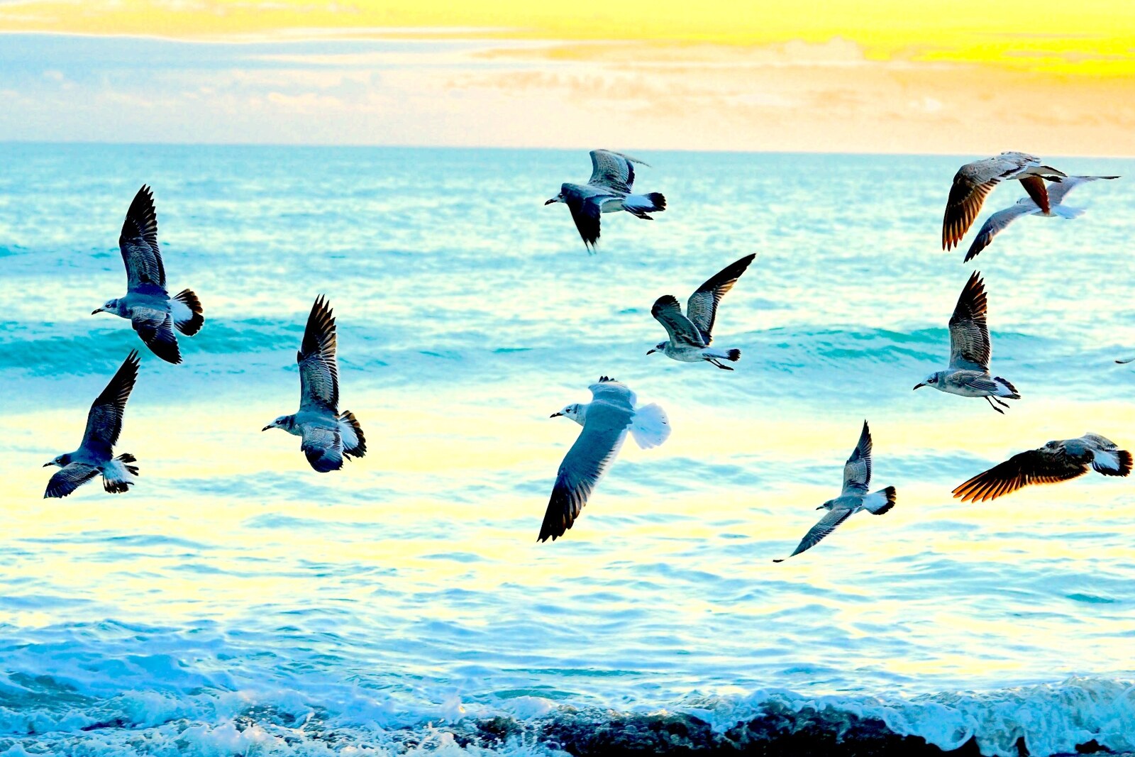 Gulls in flight over the surf at sunrise