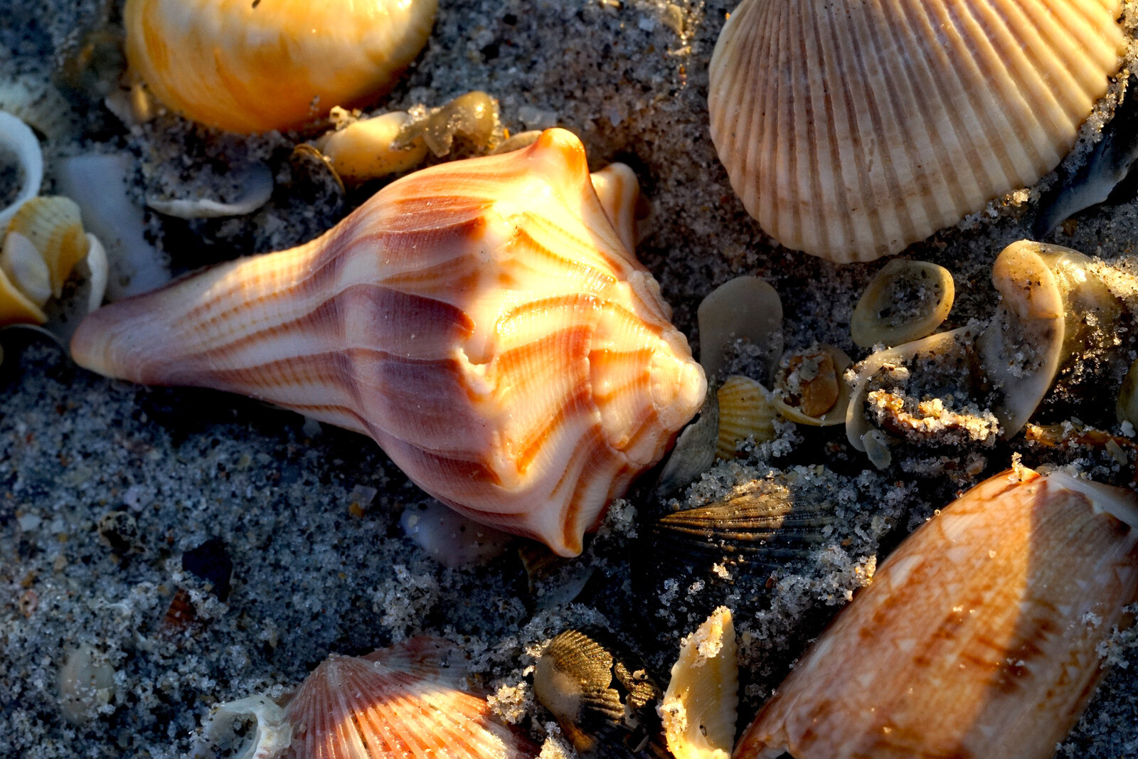 Sunlit seashells on the sand