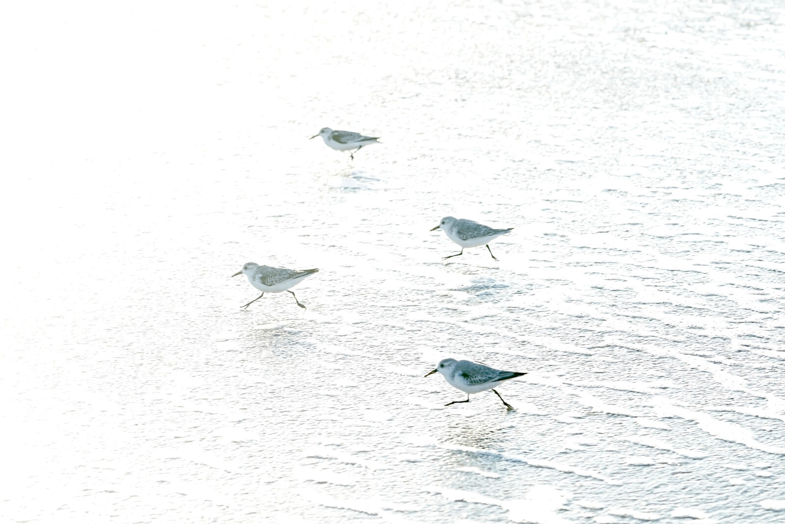 Sanderlings on the bright wet sand